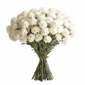 100 Carnations
