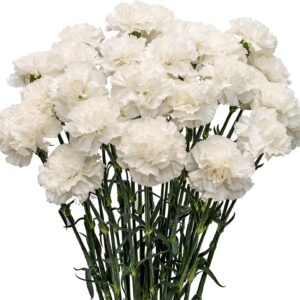 A Set of 18 White Carnations