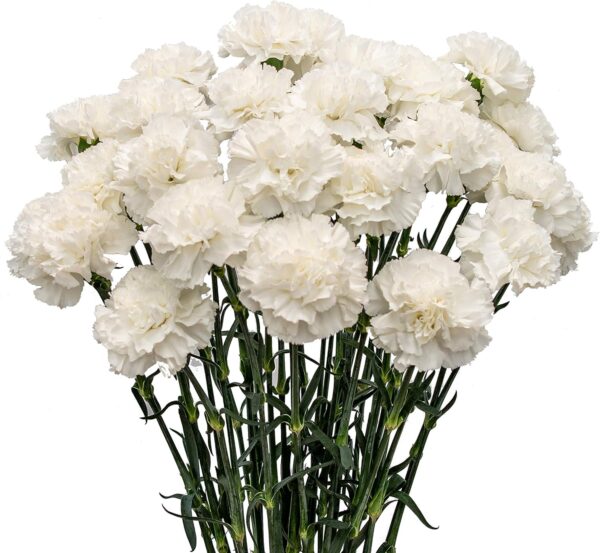A Set of 18 White Carnations